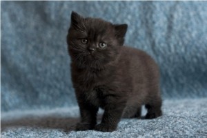 Черный британец фото. Черный британский котенок. Британские котята черного окраса.  